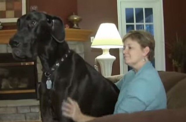 Почина най-високото куче в света