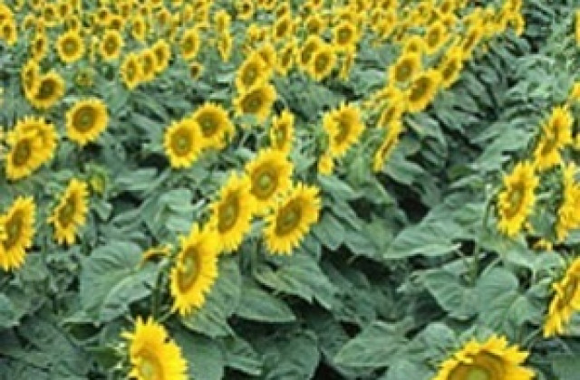 Очаква се криза за олио заради потопите