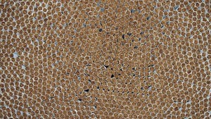 Булгартабак започва подготовка за изкупната кампания на тютюни