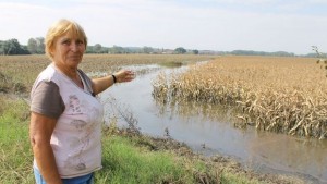 550 дка с царевица на СКС Раковски под вода