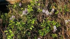 Люляк цъфна във Велико Търново