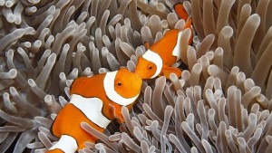 Ларвите на рибите клоуни могат да изминат до 400 км