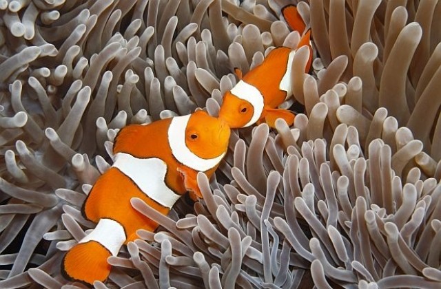 Ларвите на рибите клоуни могат да изминат до 400 км