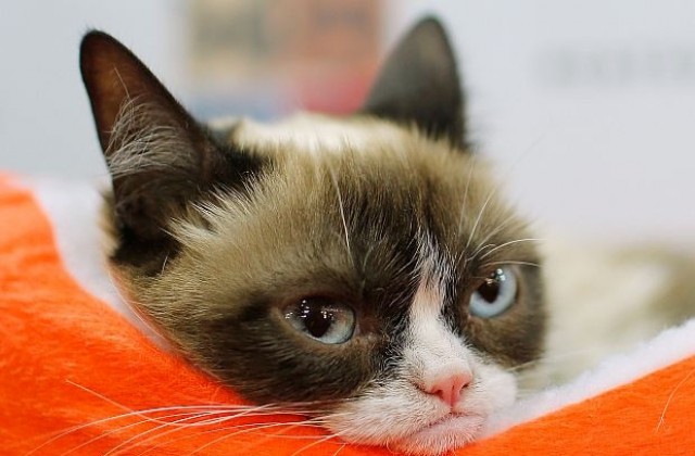 Grumpy Cat се сдоби с човешки глас за първия си филм