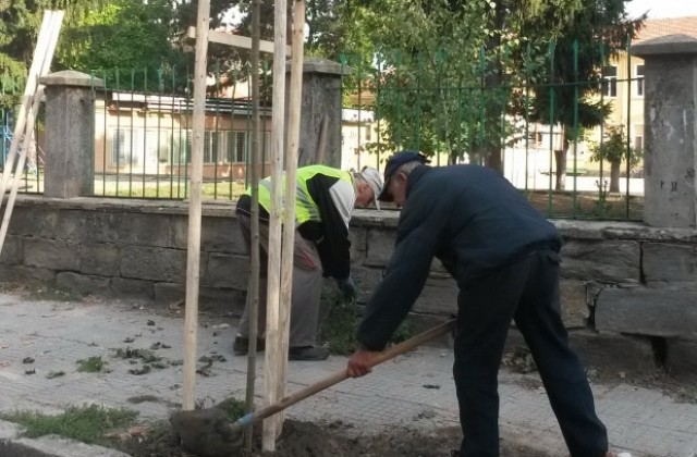 Засаждат 160 нови дървета в Севлиево