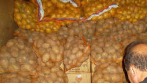 Картофите загниват заради дъждовете има опасност за реколтата