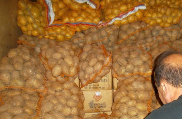 Картофите загниват заради дъждовете, има опасност за реколтата