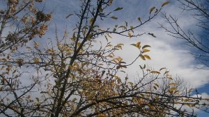 Силният вятър събори клони дървета и ламарини