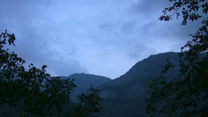 Еколози Незаконната сеч генерира 100 млн лв годишно