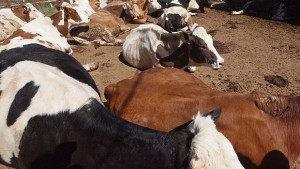 Заработва първата у нас инсталация за преработка на животински тор