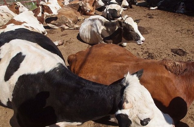 Заработва първата у нас инсталация за преработка на животински тор в електричество