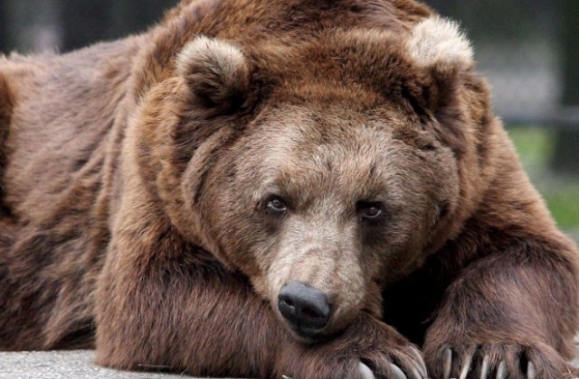 Млада мечка пак напада кошери край Карлово