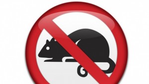 Започва дератизация на шахти и дерета във Варна