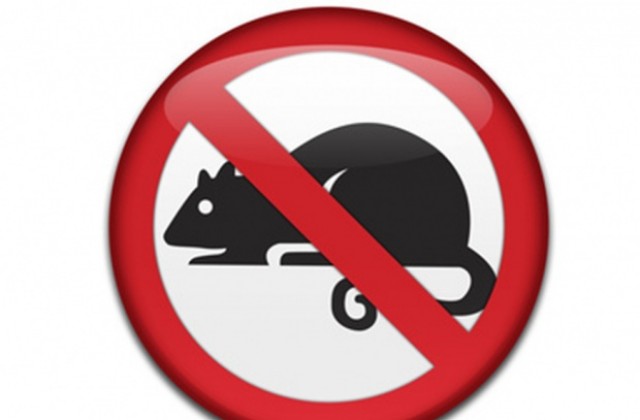 Започва дератизация на шахти и дерета във Варна