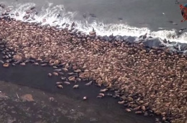 Какво накара 35 000 моржа да се скупчат на плаж в Аляска (ВИДЕО)