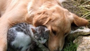 На 20 октомври стартира поредната кастрационна кампания на бездомни кучета