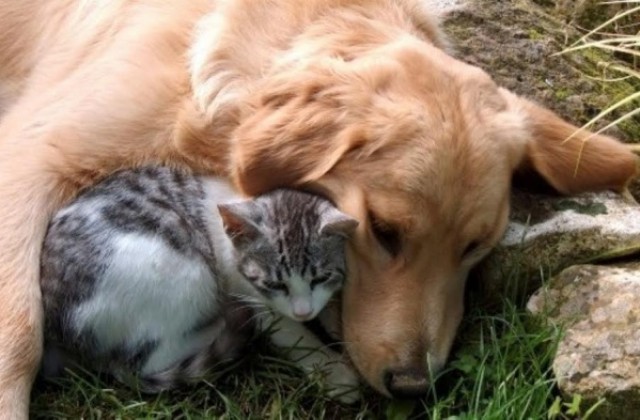 На 20 октомври стартира поредната кастрационна кампания на бездомни кучета и котки