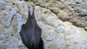 Прилепен хепънинг по повод Европейската нощ на прилепите