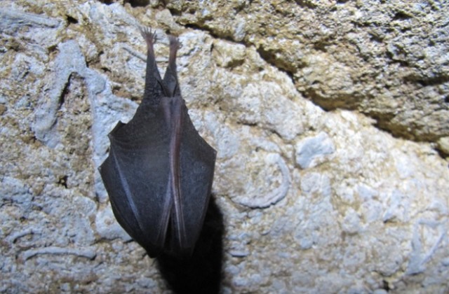 Прилепен хепънинг по повод Европейската нощ на прилепите