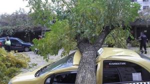 Дърво падна върху такси в Благоевград