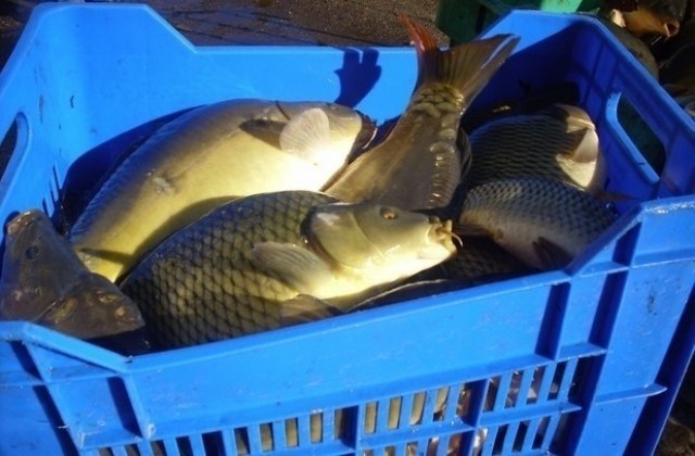 Инспектори иззеха 15 кг риба
