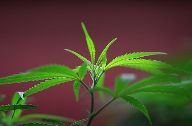 Двама спипани с марихуана от полицаи