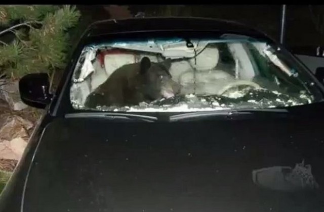 Мечка се заклещи в автомобил в Денвър (ВИДЕО)