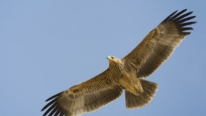 Освобождават три царски орела