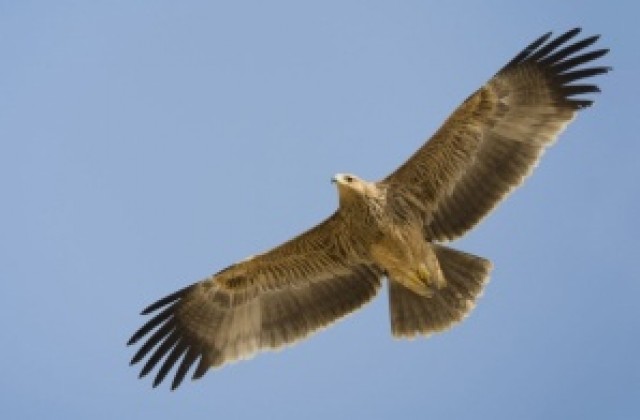 Освобождават три царски орела