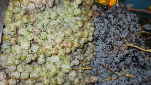 Чуждо грозде спасява домашната ракия