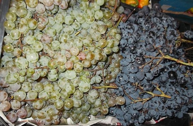 Чуждо грозде спасява домашната ракия