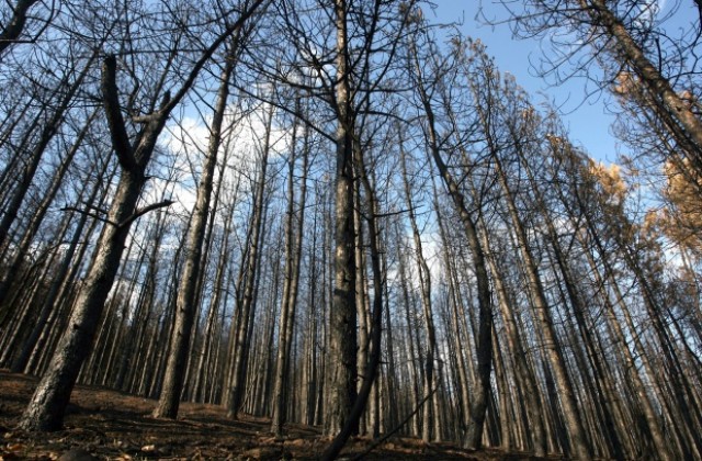 България е третата най-богата страна в Европа по биоразнообразие на горите си
