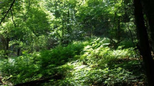 Горското стопанство избира оценител на отнети в полза на държавата