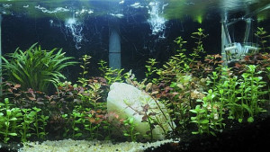 Създадоха самопочистващ се аквариум за декоративни рибки