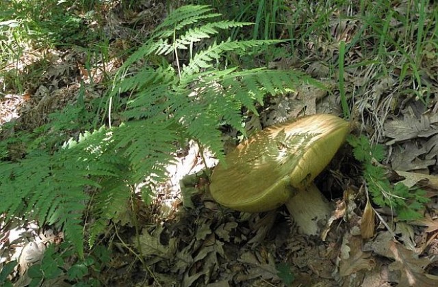 Внимавайте при брането и консумацията на гъби, зове болница