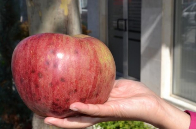 Ябълка рекордьор отгледа общински служител