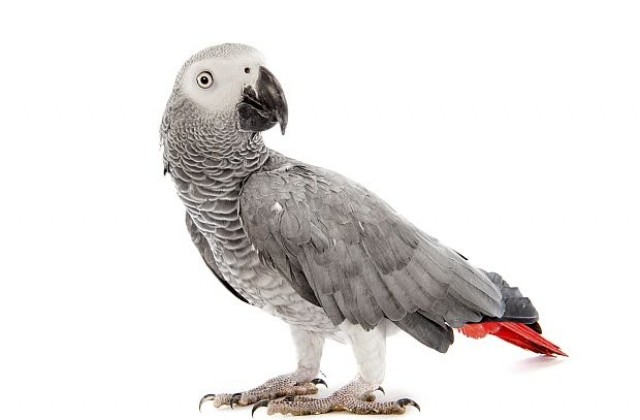 Англоговорящ папагал проговори на испански