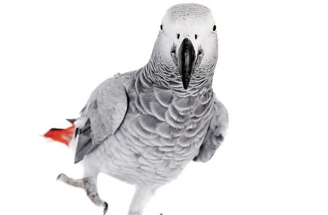 Папагал страда от криза на идентичността, мисли се за пиле