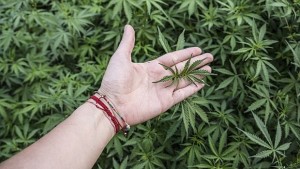 Италия вика армията за да отглежда евтина марихуана