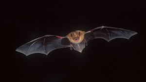 Нощ на прилепите ще има в петък в Русе