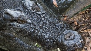 Природонаучният музей се превръща в джунгла с пещери и крокодил