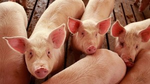 Дават още 5 млн лева за хуманно отношение към свине