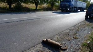 Убиха защитен вид видра