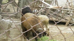 Животновъди пишат слаба оценка на служебния кабинет