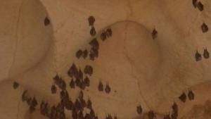 Нощ на прилепите в музея