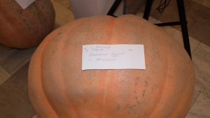 Тиква тежаща 110 кг бе показана в Севлиево