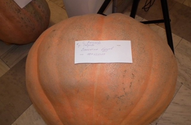 Тиква, тежаща 110 кг, бе показана в Севлиево