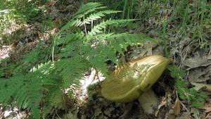 Още един починал от отровни гъби