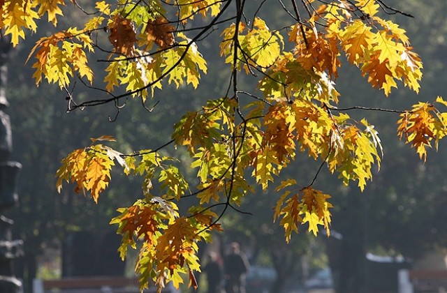 Времето на 19 октомври: Предимно слънчево