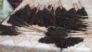 В Стрелец почетоха захарната метла